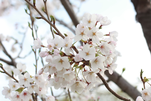 舎人公園の桜_f0236736_747361.jpg