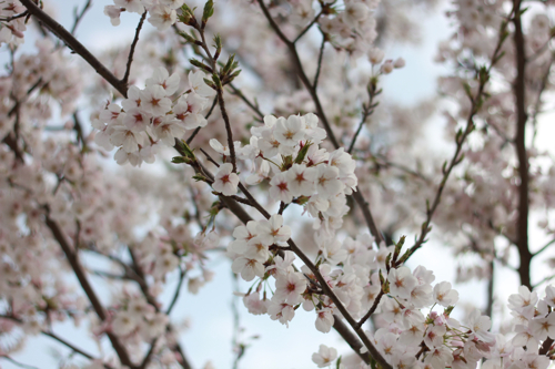 舎人公園の桜_f0236736_747752.jpg