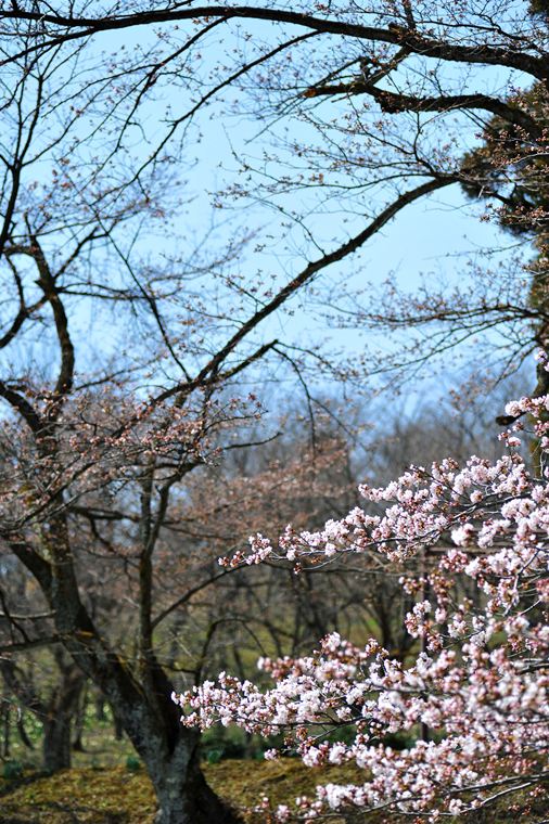 早咲きの桜_e0008237_15325737.jpg