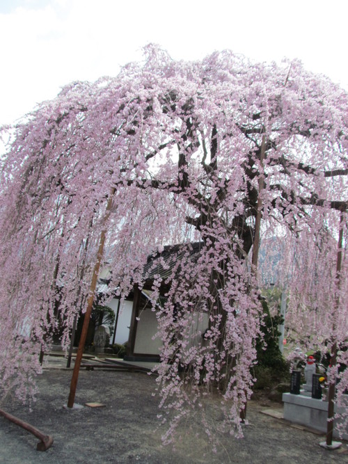 ４月１１日　　周林寺の櫻です。_f0117041_5182619.jpg