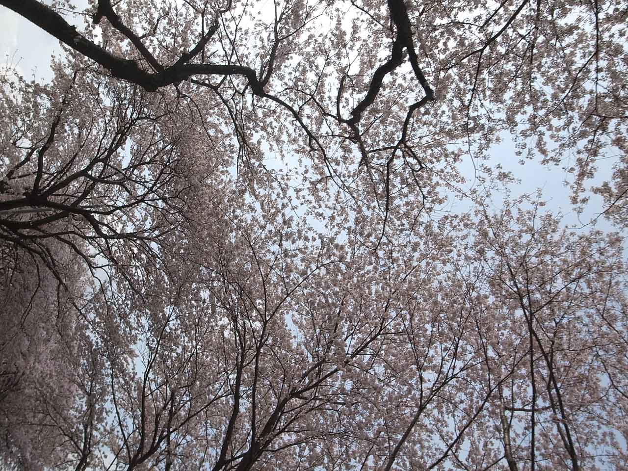 桜満開 悲喜こもごも_d0067943_22321190.jpg