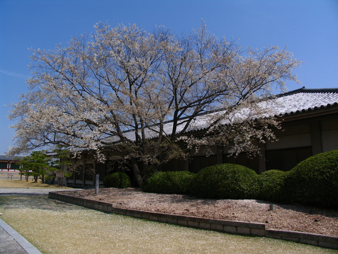 奈良の桜_d0027244_03410.jpg