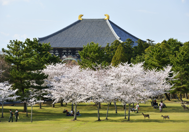 奈良 東大寺と桜 気ままな時間を ゆったりと