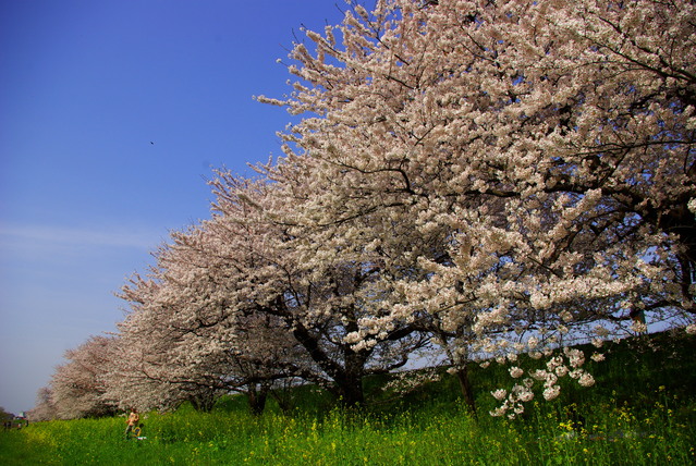 ずっと続く桜並木_d0186245_1551881.jpg