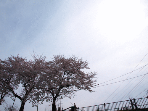 野川の桜写真(4/11追加）_e0183648_13361888.gif