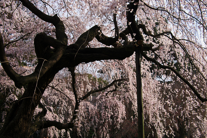 花盛りの御所（京都御所・近衛邸跡など）_f0155048_23184241.jpg