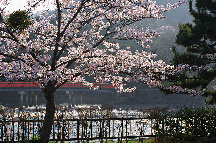 朝の春景色（宇治橋上流）_f0155048_23544472.jpg