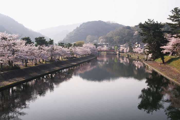 朝の春景色（宇治橋上流）_f0155048_2354923.jpg