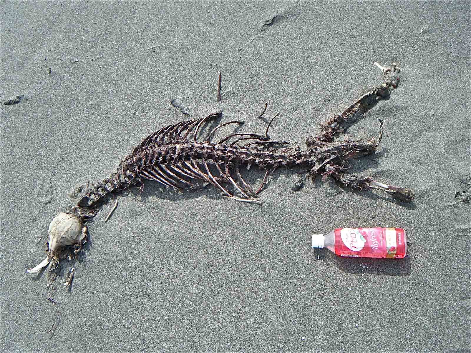 海獣の骨