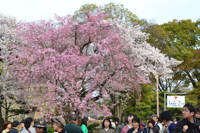 大阪城の桜_d0219351_8483824.jpg