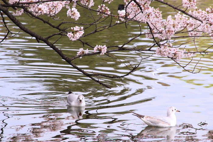 桜　上野公園不忍池で♪_f0164256_2222189.jpg