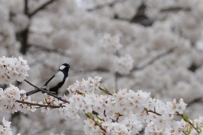 花絡み②　～シジュウカラ～_b0177857_21354119.jpg