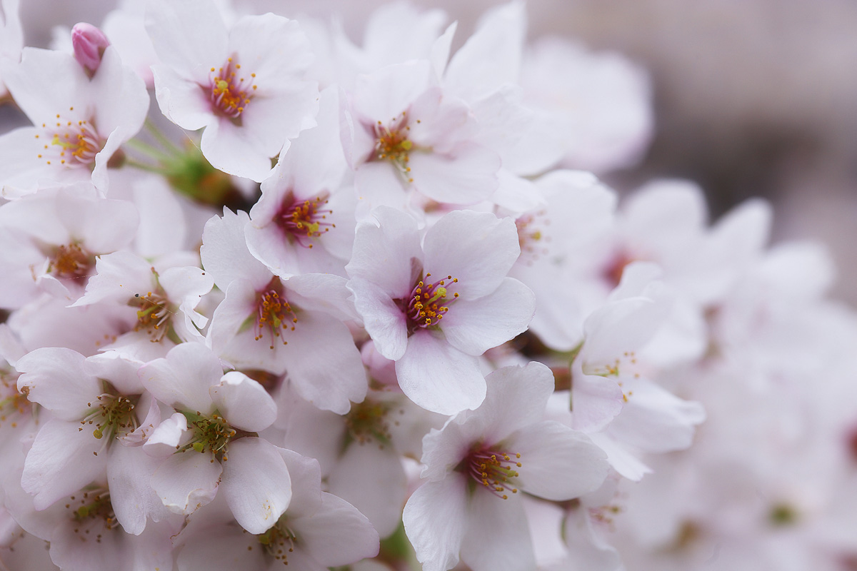 SAKURA 2011 #2_d0122257_21405698.jpg