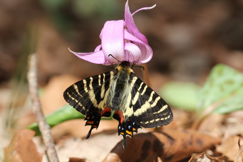 岐阜県のギフチョウ やっとチャンスがキター！ : 蝶超天国