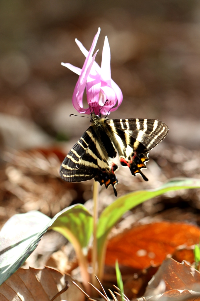 岐阜県のギフチョウ やっとチャンスがキター！ : 蝶超天国