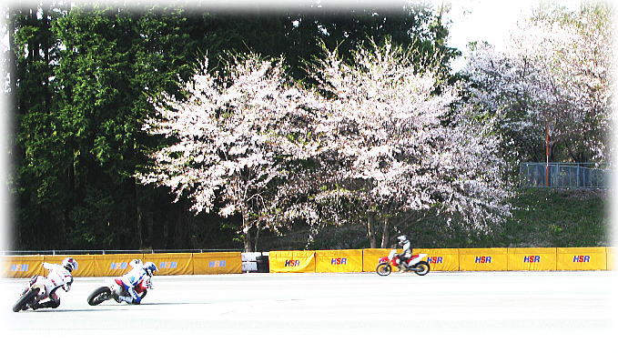 桜満開なドリームコース _f0178858_1845647.jpg