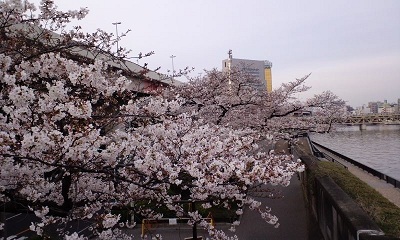 今年の桜には…。_f0156159_14155992.jpg