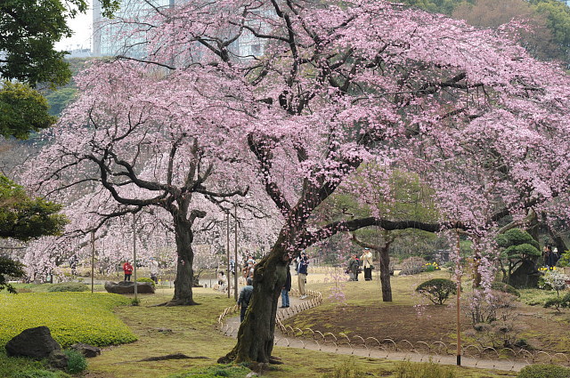 小石川後楽園 ~桜~_f0222161_21322957.jpg