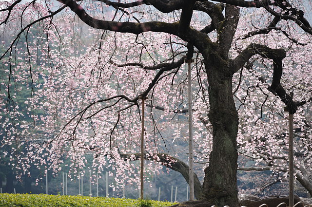 小石川後楽園 ~桜~_f0222161_2132357.jpg