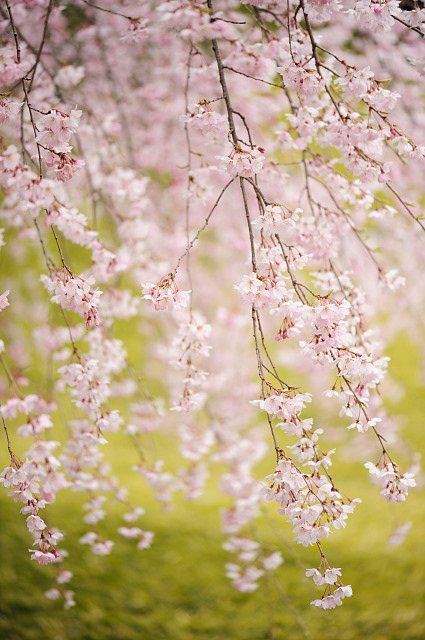 小石川後楽園 ~桜~_f0222161_21324091.jpg