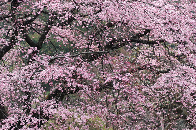 小石川後楽園 ~桜~_f0222161_2132467.jpg