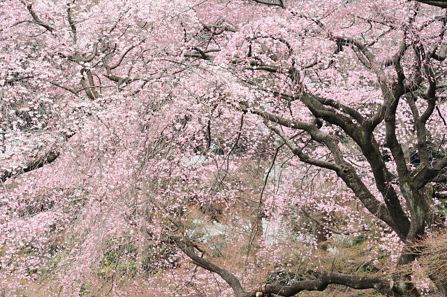 小石川後楽園 ~桜~_f0222161_2132528.jpg