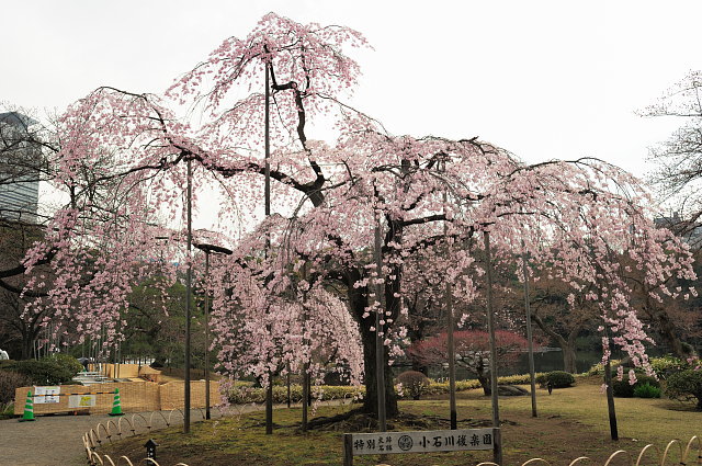 小石川後楽園 ~桜~_f0222161_2132982.jpg