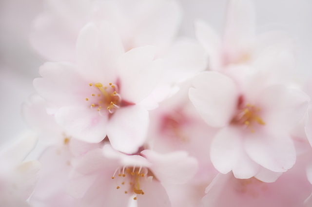 小石川後楽園 ~桜~_f0222161_21331518.jpg