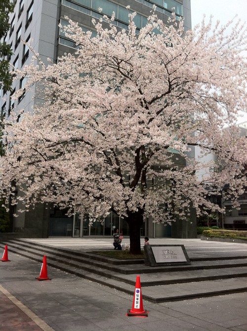 2011-04-11 いよいよ明日はチャリティ・イヴェント_e0021965_11154692.jpg