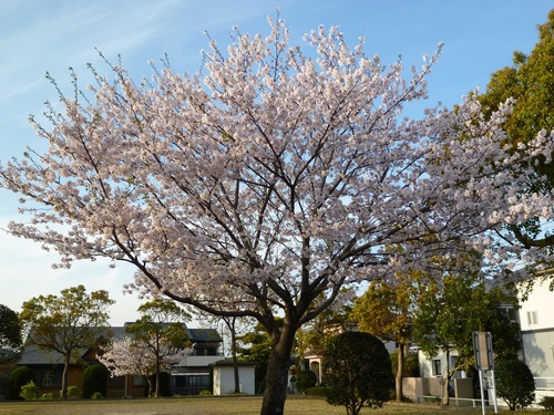 我が家の前の公園の桜。_f0101965_10521342.jpg