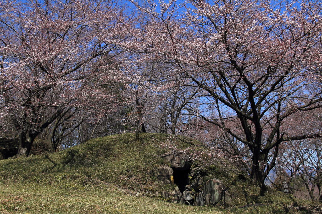 　　古墳群に咲く山桜_f0129465_6404863.jpg