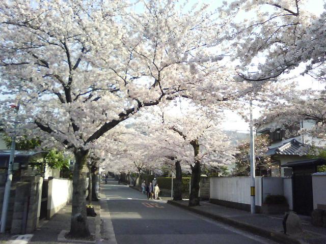 市道才ヶ原線(通称桜通り)_f0150767_120127.jpg