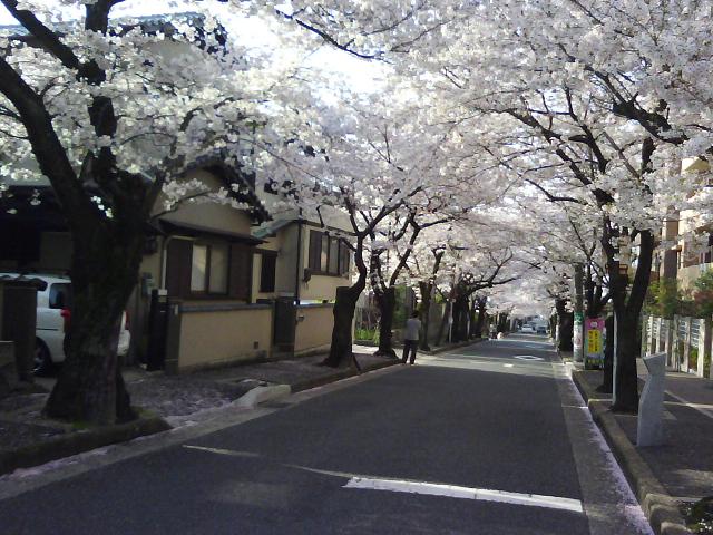 市道才ヶ原線(通称桜通り)_f0150767_1203218.jpg