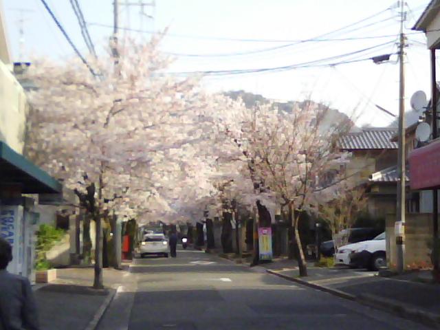 市道才ヶ原線(通称桜通り)_f0150767_120442.jpg