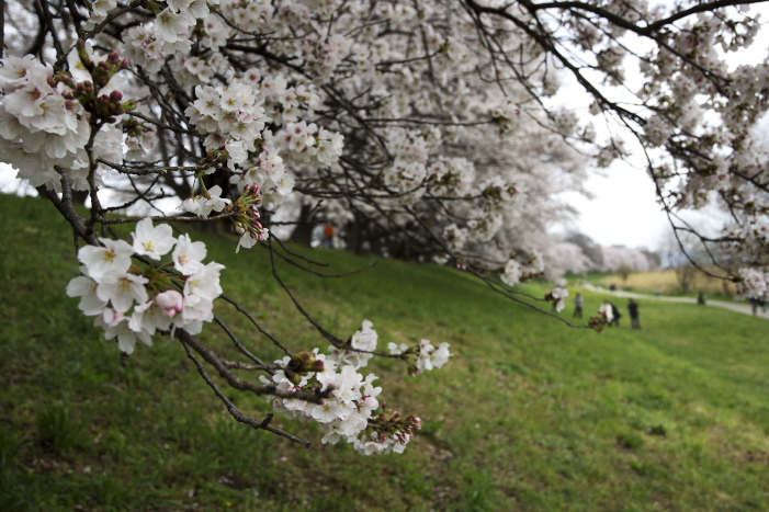 「背割堤の桜」_b0108969_2119190.jpg