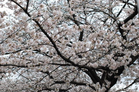 SAKURA日和_d0091671_1082364.jpg
