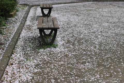 SAKURA日和_d0091671_111760.jpg
