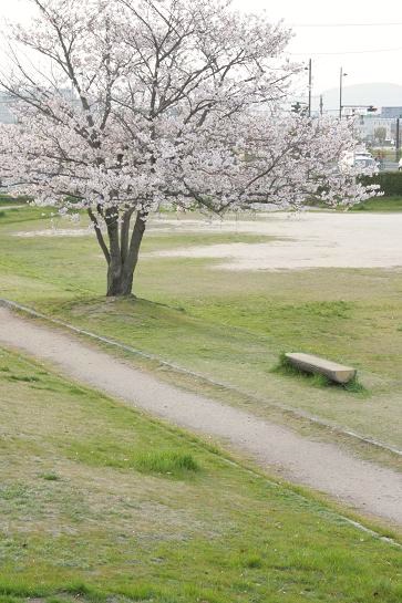 りんちゃんと桜_d0080673_014099.jpg