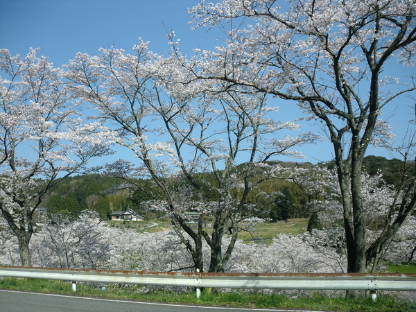 安岐ダムへ　花見　_a0160074_9473117.jpg