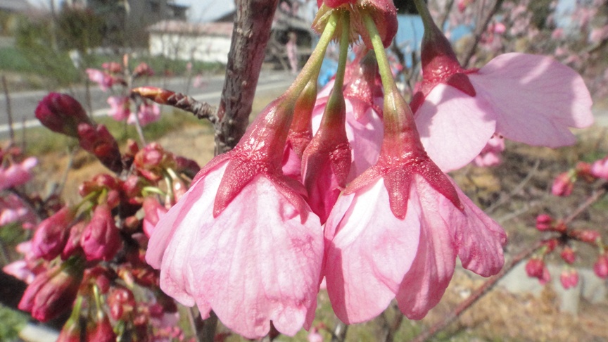 わが家の桜_f0137275_4462250.jpg