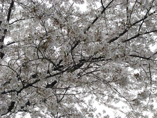a0109476_2244209.jpg