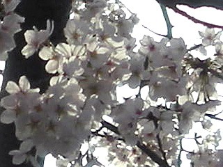 a0109476_22453976.jpg