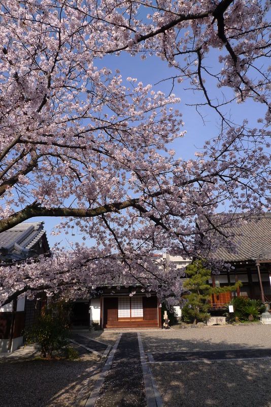 久々にネオプリ出動～大宇陀・又兵衛桜鑑賞サイクリング～_c0177576_16131720.jpg