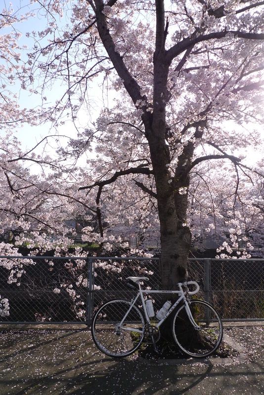 久々にネオプリ出動～大宇陀・又兵衛桜鑑賞サイクリング～_c0177576_1675426.jpg