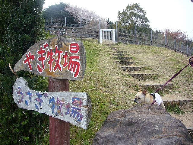 Mt. Sakura_d0048577_933854.jpg