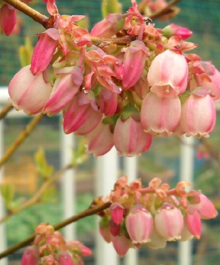 ピンクの花のブルーベリー＠サザンハイブッシュ系