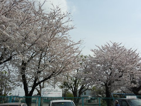 桜満開です_f0209878_19185134.jpg