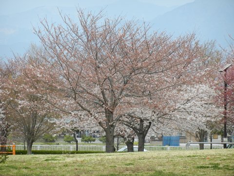 桜満開です_f0209878_2043070.jpg