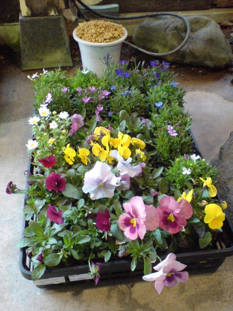 雪割草の寄せ植えと春の花苗。_d0182179_20465829.jpg