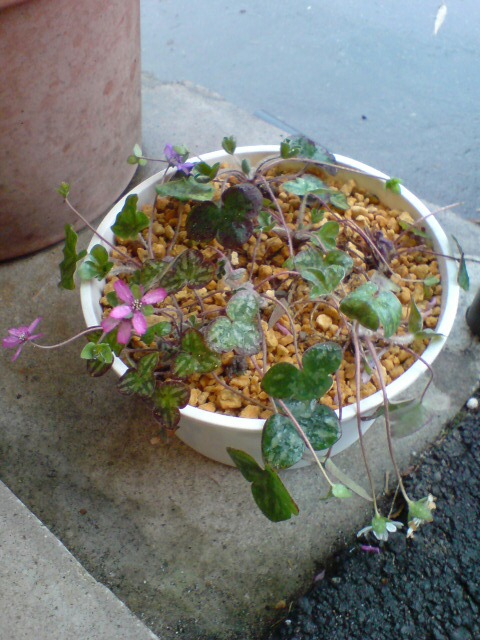 雪割草の寄せ植えと春の花苗。_d0182179_20522218.jpg